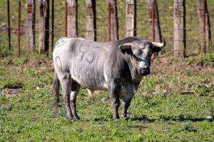 Colmenar de Oreja acoge la Copa Chenel este sábado