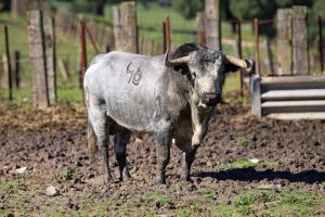 Colmenar de Oreja acoge la Copa Chenel este sábado