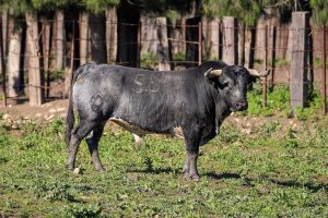 Colmenar de Oreja acoge la Copa Chenel este sábado