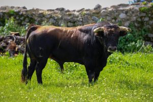 Colmenar de Oreja acoge la Copa Chenel este sábado