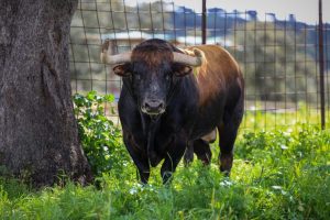 Colmenar de Oreja acoge la Copa Chenel este sábado