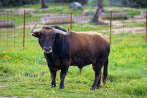 Colmenar de Oreja acoge la Copa Chenel este sábado