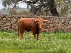 La terna y los toros para este domingo en la Copa Chenel