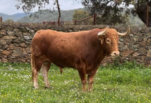 La terna y los toros para este domingo en la Copa Chenel
