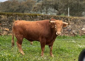 La terna y los toros para este domingo en la Copa Chenel