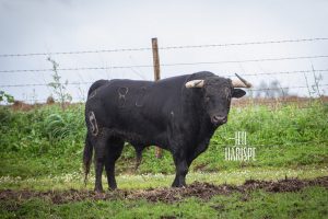 La terna y los toros para este domingo en la Copa Chenel