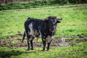 La terna y los toros para este domingo en la Copa Chenel