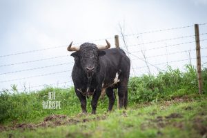 La terna y los toros para este domingo en la Copa Chenel
