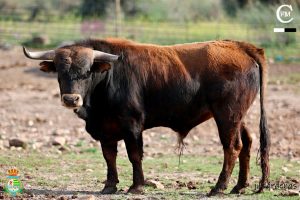 Los erales que protagonizarán la final del Alfarero de Plata