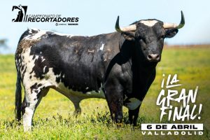 Los novillos para la final de recortadores en Valladolid