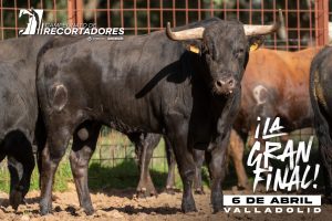 Los novillos para la final de recortadores en Valladolid