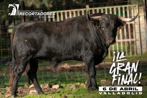 Los novillos para la final de recortadores en Valladolid