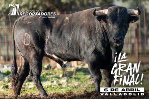 Los novillos para la final de recortadores en Valladolid