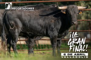 Los novillos para la final de recortadores en Valladolid