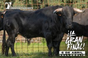 Los novillos para la final de recortadores en Valladolid