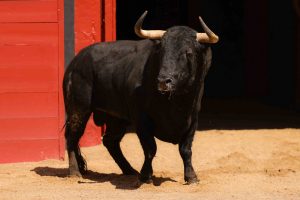 Los ejemplares de Fuente Ymbro para esta tarde en Sevilla