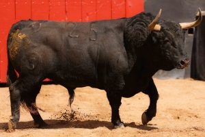 Los ejemplares de Fuente Ymbro para esta tarde en Sevilla