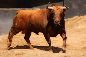 Los ejemplares de Fuente Ymbro para esta tarde en Sevilla