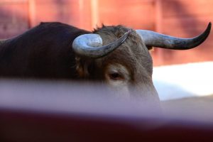 Elegido el elenco ganadero del Circuito de Extremadura