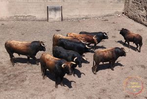 Orden de lidia de los toros de José Luis Pereda para Mérida