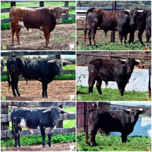 Los novillos para la semifinal del Alfarero de Plata