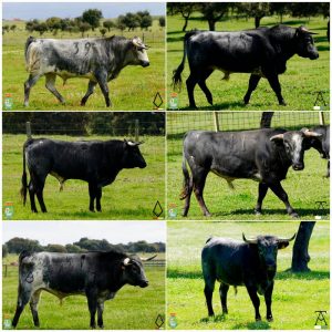 Los novillos para la tercera clasificatoria del Alfarero de Plata