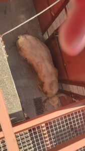 Los astados de Prieto de la Cal para hoy en Palos de la Frontera