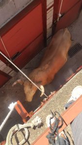 Los astados de Prieto de la Cal para hoy en Palos de la Frontera