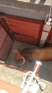 Los astados de Prieto de la Cal para hoy en Palos de la Frontera