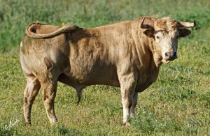 Los toros de Prieto de la Cal para Palos de la Frontera