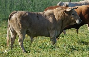 Los toros de Prieto de la Cal para Palos de la Frontera