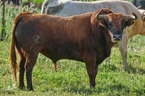 Los toros de Prieto de la Cal para Palos de la Frontera