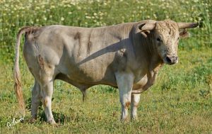 Los toros de Prieto de la Cal para Palos de la Frontera