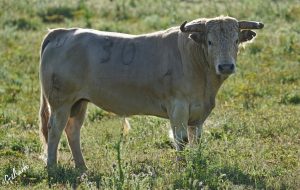 Los toros de Prieto de la Cal para Palos de la Frontera