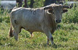 Los toros de Prieto de la Cal para Palos de la Frontera