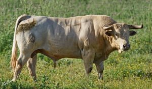 Los toros de Prieto de la Cal para Palos de la Frontera