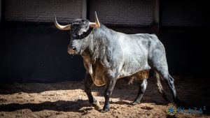 Los toros de Saltillo para la corrida de Las Ventas