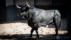 Los toros de Saltillo para la corrida de Las Ventas