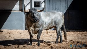 Los toros de Saltillo para la corrida de Las Ventas