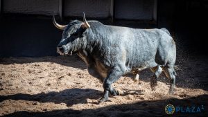 Los toros de Saltillo para la corrida de Las Ventas