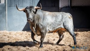 Los toros de Saltillo para la corrida de Las Ventas