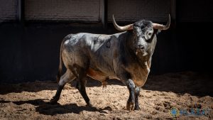 Los toros de Saltillo para la corrida de Las Ventas