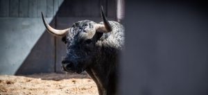 Los toros de Saltillo para la corrida de Las Ventas