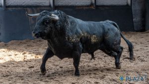 Orden de lidia para la novillada de hoy en Madrid