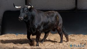 Orden de lidia para la novillada de hoy en Madrid