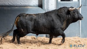 Orden de lidia para la novillada de hoy en Madrid
