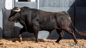 Orden de lidia para la novillada de hoy en Madrid
