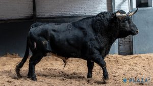 Orden de lidia para la novillada de hoy en Madrid