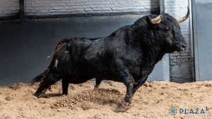 Orden de lidia para la novillada de hoy en Madrid