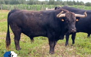 Orden de lidia para la 'Corrida de la Primavera' de Sanlúcar